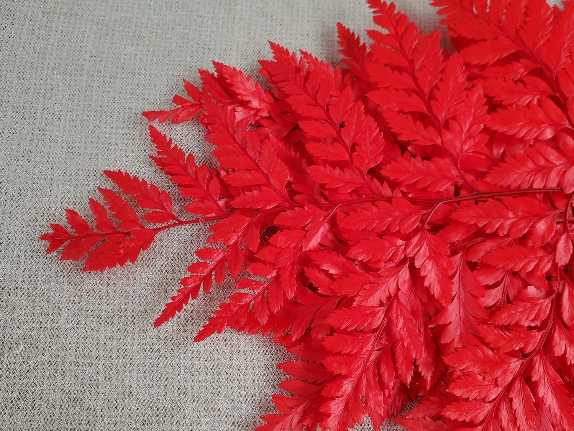Red Preserved Fern: Wedding Bouquet Filler, Dried Flower Arrangement (19-20" Tall)