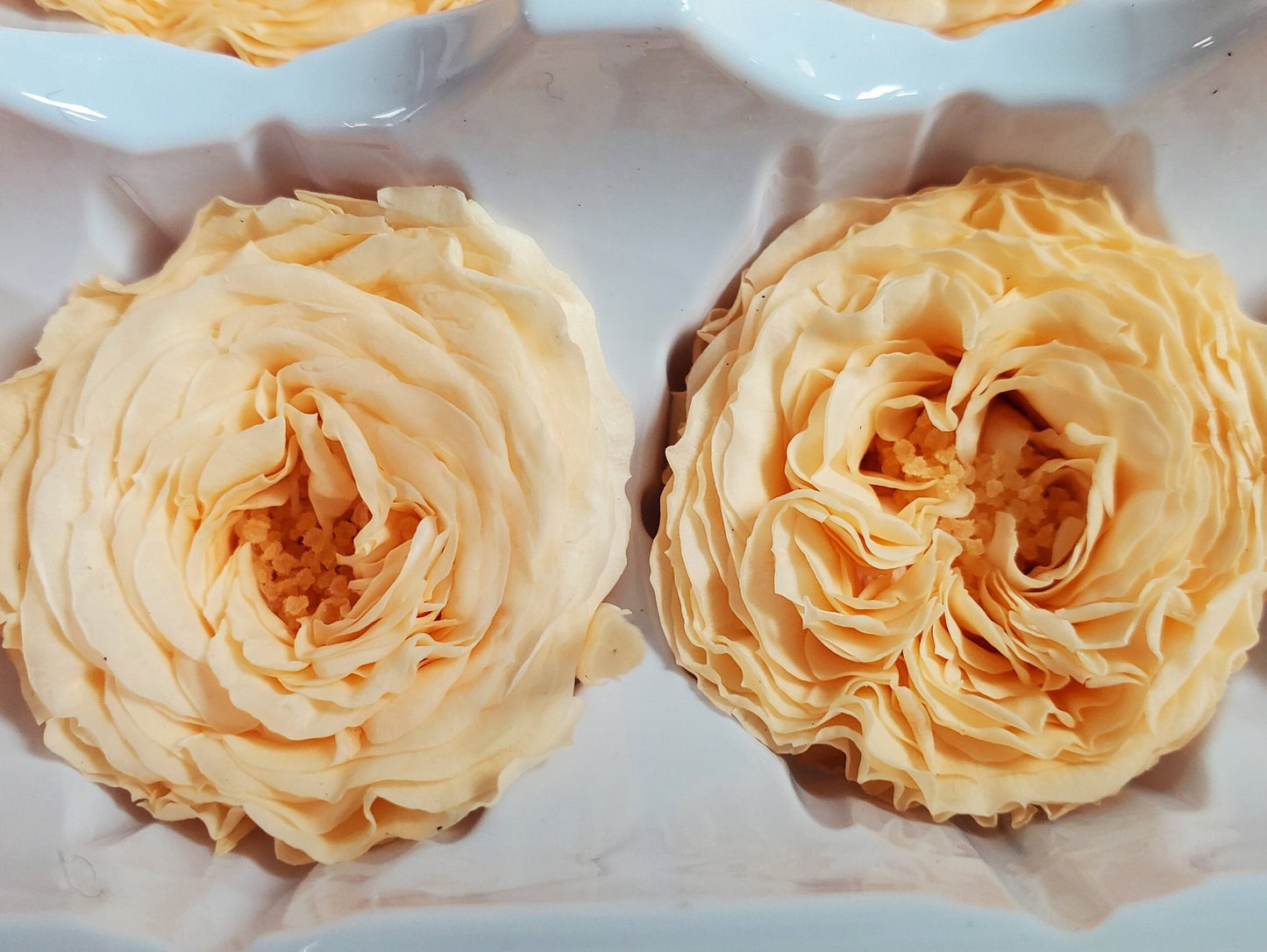 21 Champagne Preserved Roses: Dried Floral Wedding Decor