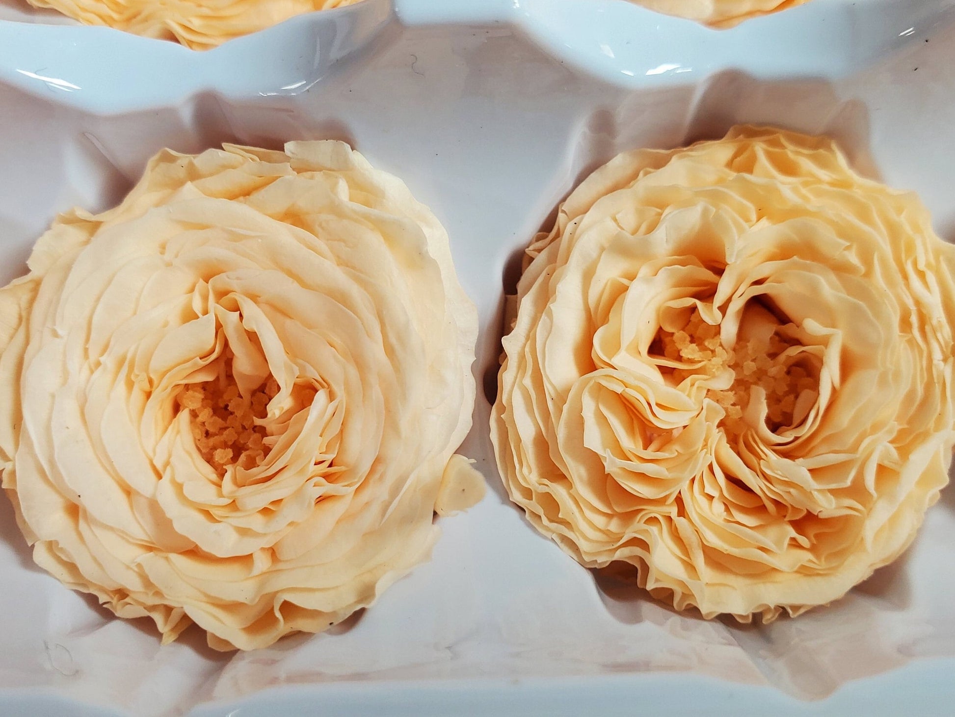 21 Champagne Preserved Roses: Dried Floral Wedding Decor
