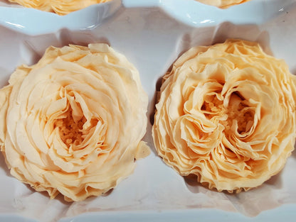 21 Champagne Preserved Roses: Dried Floral Wedding Decor