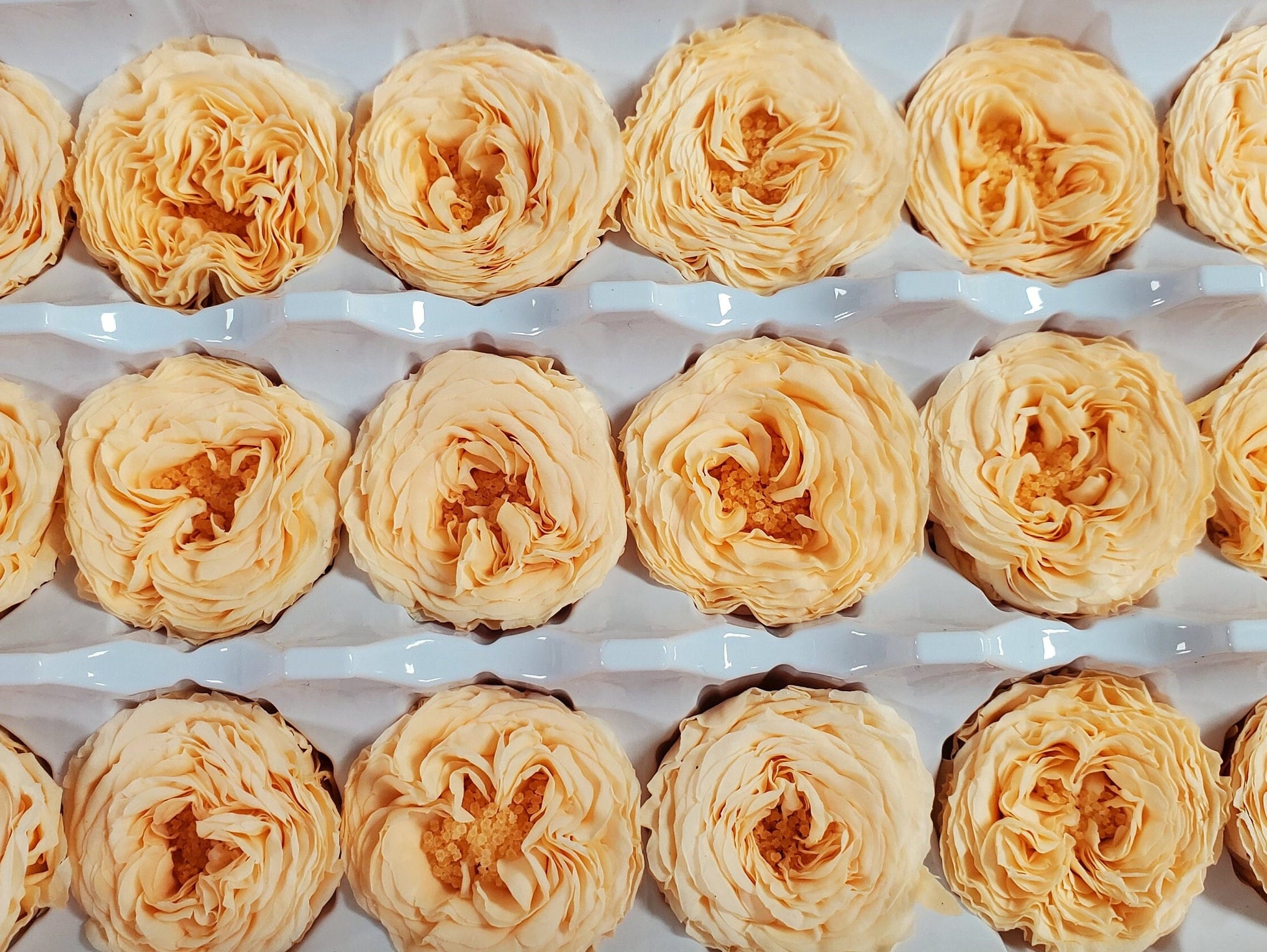 21 Champagne Preserved Roses: Dried Floral Wedding Decor