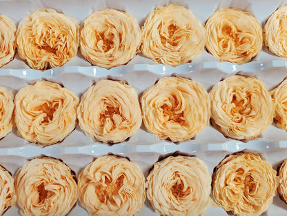 21 Champagne Preserved Roses: Dried Floral Wedding Decor