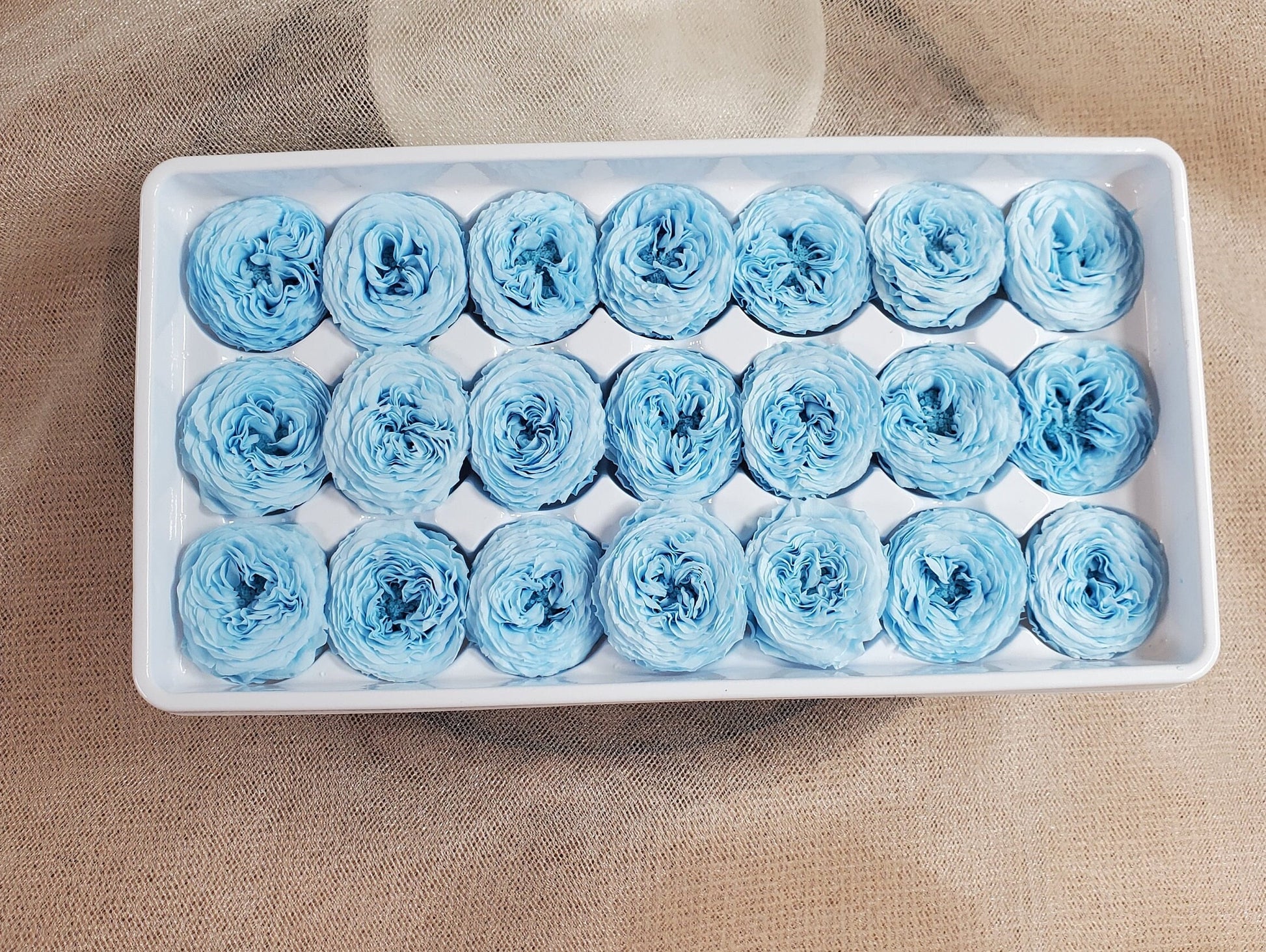 21 Sky Blue Preserved Roses: Dried Floral Wedding Decor