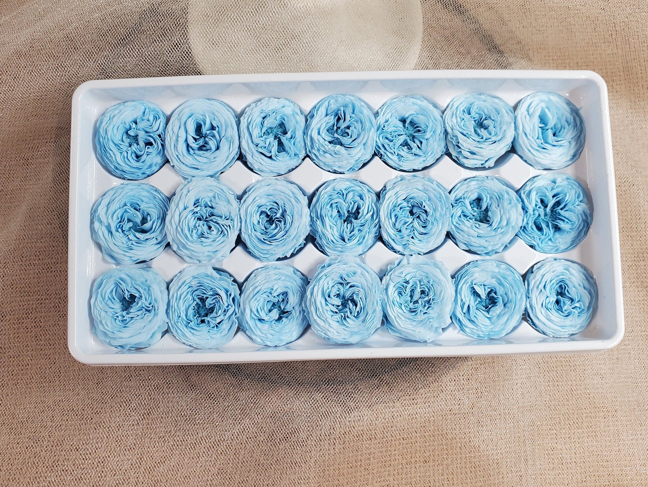 21 Sky Blue Preserved Roses: Dried Floral Wedding Decor