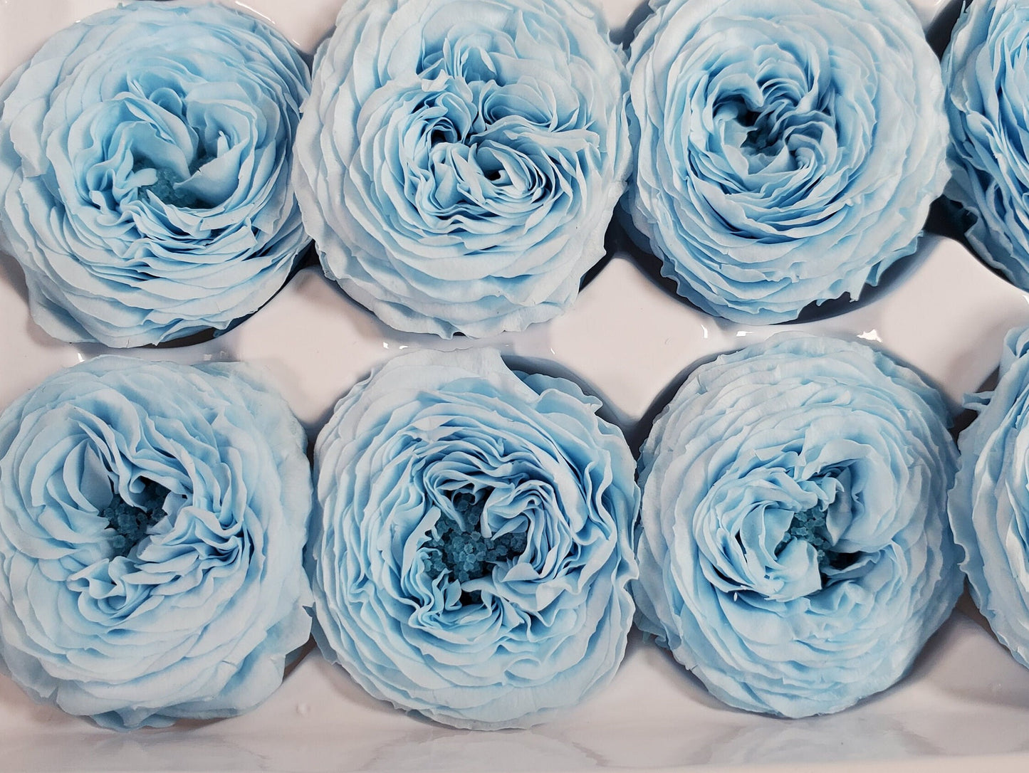 21 Sky Blue Preserved Roses: Dried Floral Wedding Decor