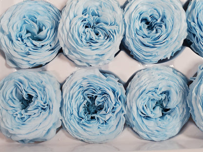 21 Sky Blue Preserved Roses: Dried Floral Wedding Decor