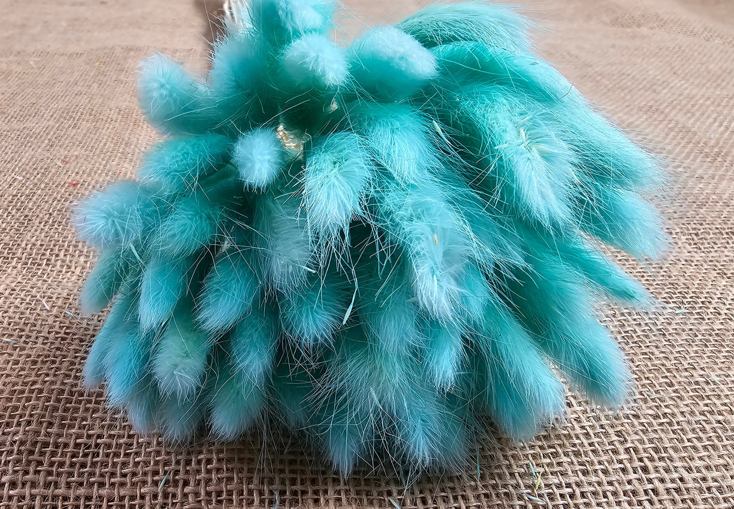 50-55 Stems Dried Bunny Tail Grass: Boho Wedding Decor