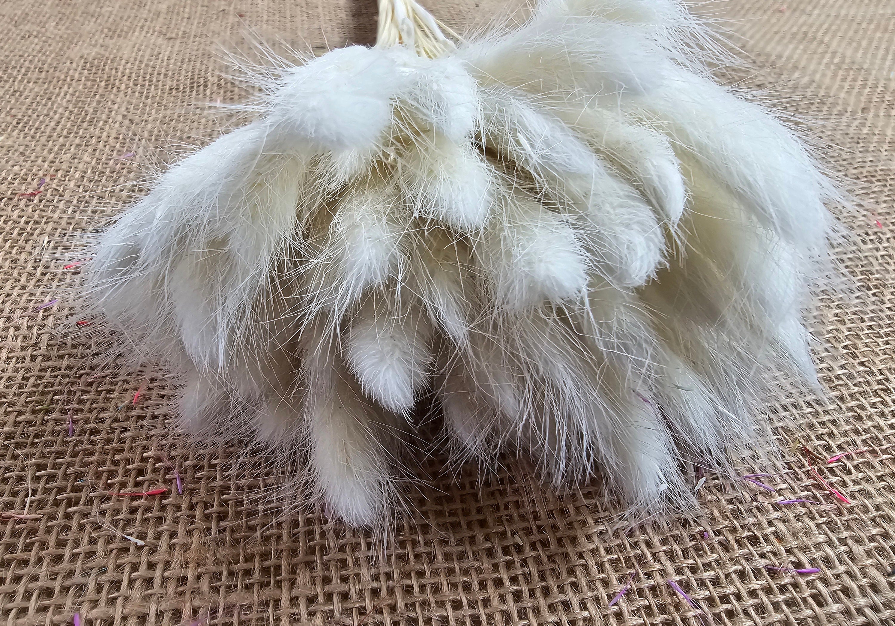 Purple Dried Bunny Tail Grass Stems: Boho Wedding Decor