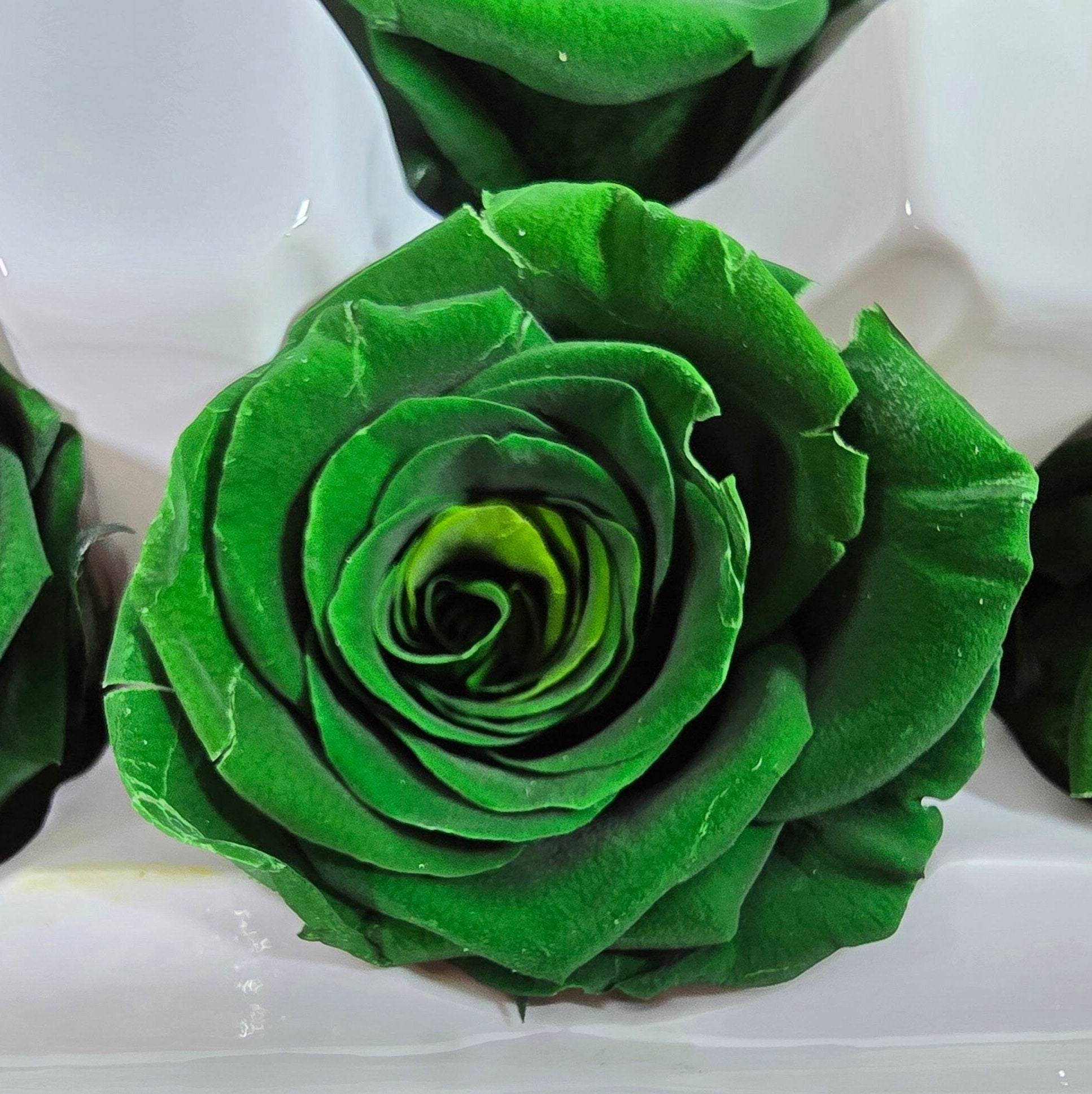Dark Green Preserved Roses: Wedding Bouquet, Prom Decor - Set of 8