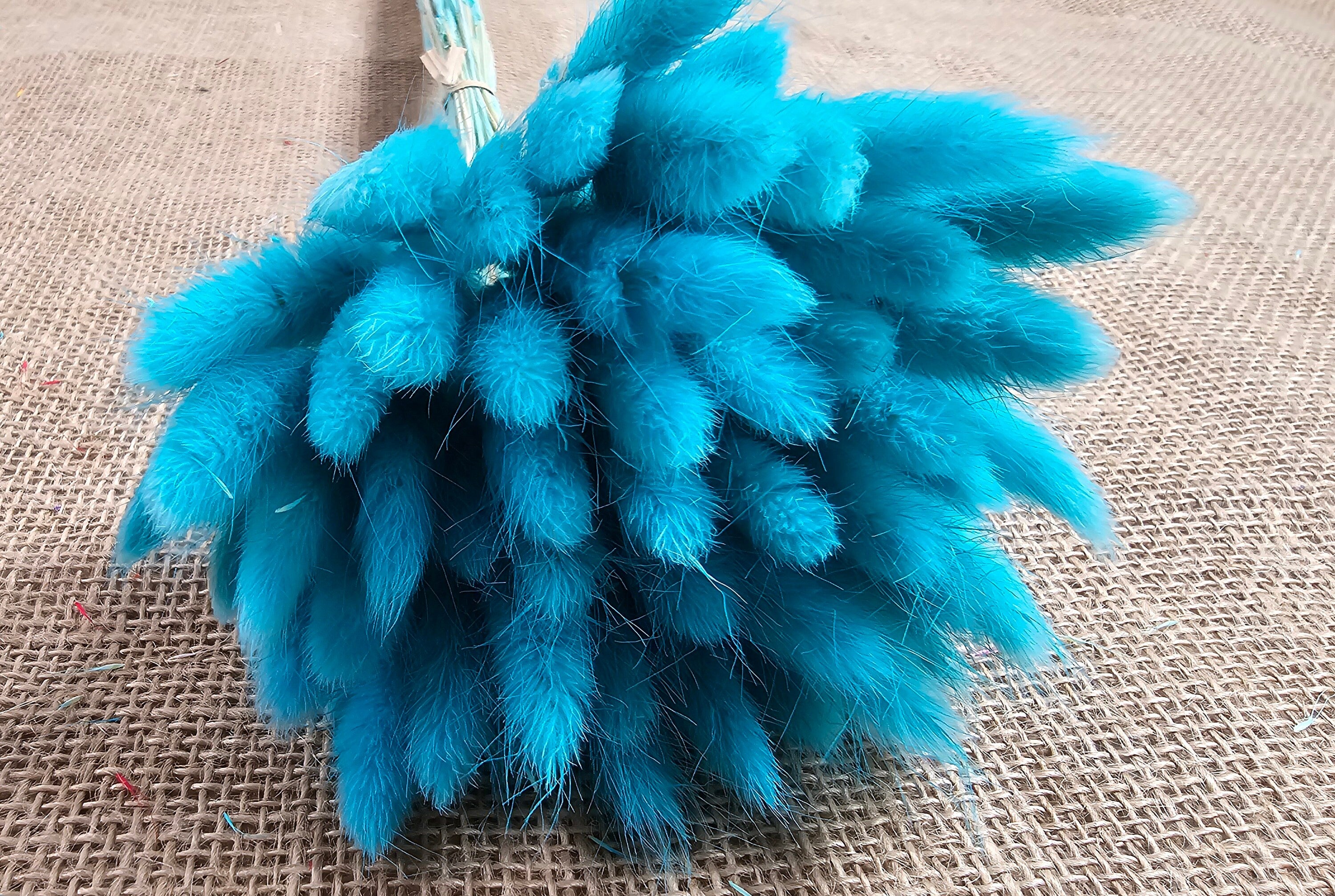 50-55 Stems Dried Bunny Tail Grass: Boho Wedding Decor