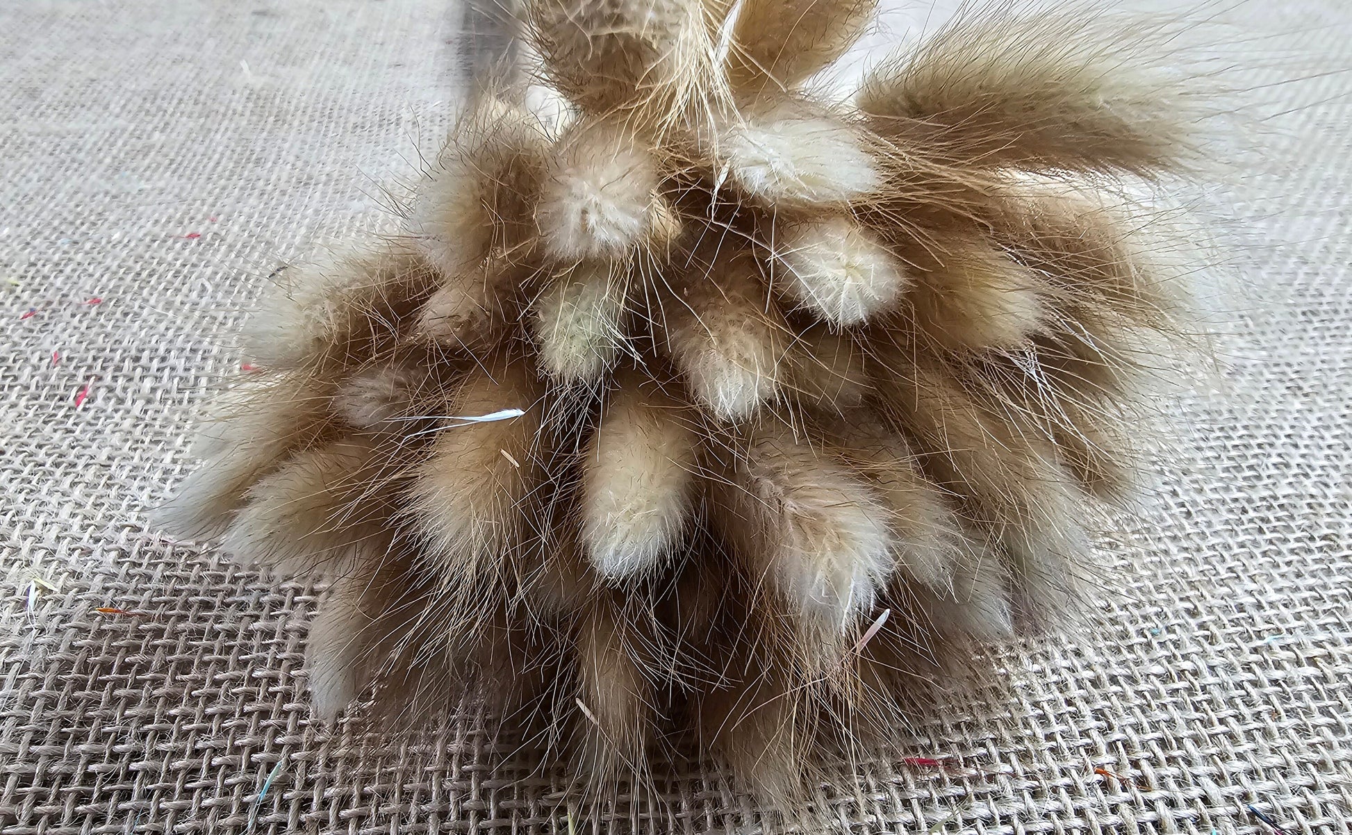 Black Dried Bunny Tail Grass Stems (50-55 stems) - Boho Wedding Decor
