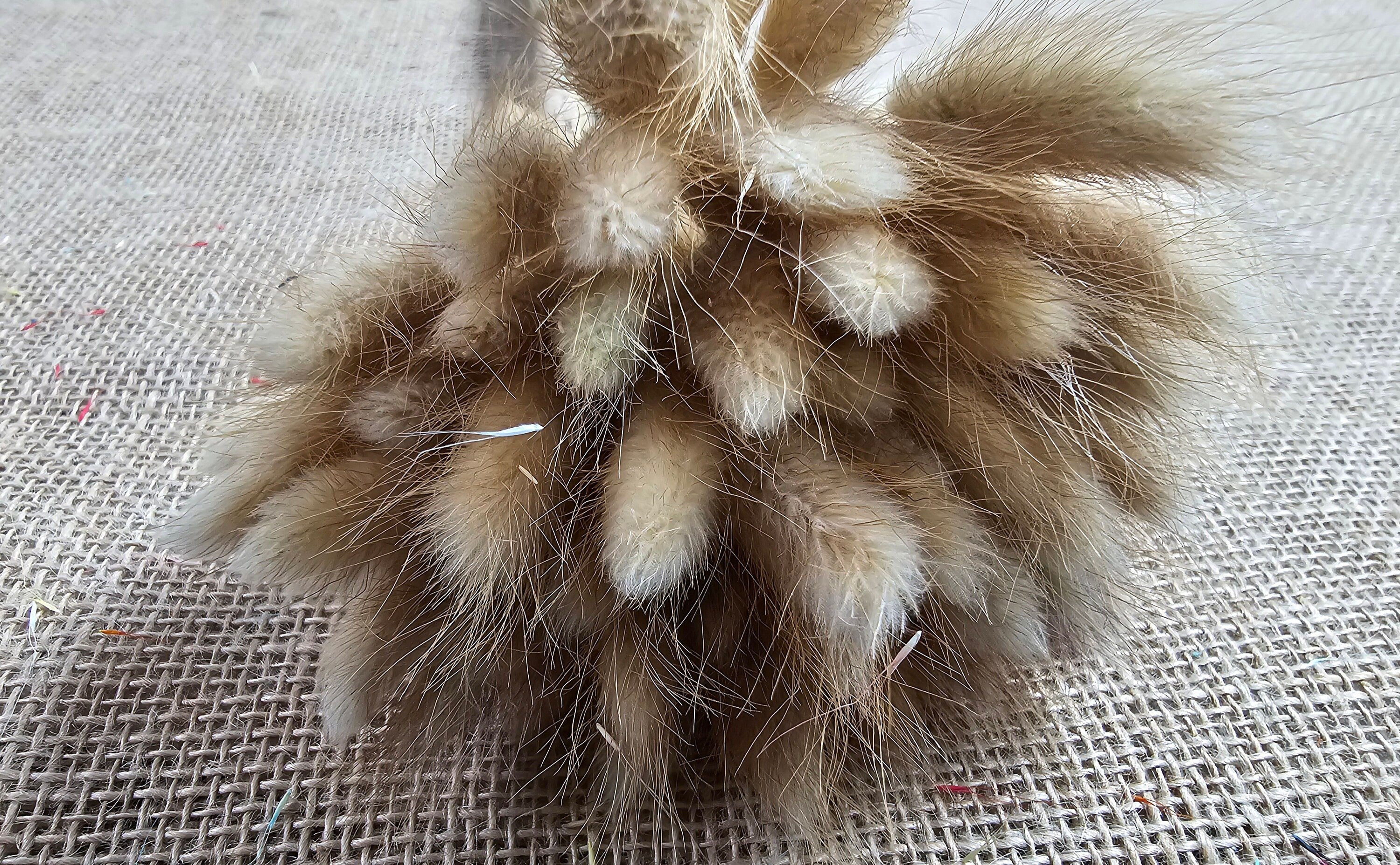 Black Dried Bunny Tail Grass Stems (50-55 stems) - Boho Wedding Decor