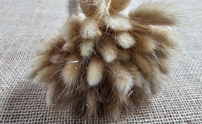 Black Dried Bunny Tail Grass Stems (50-55 stems) - Boho Wedding Decor