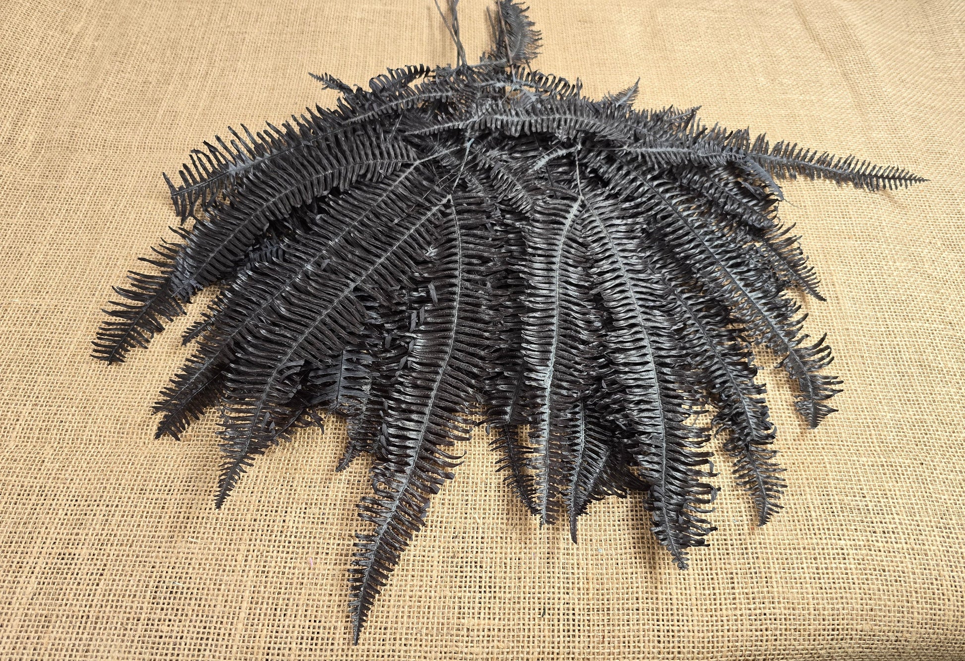 Black Preserved Mountain Fern Leaf: Floral Arrangement, Home Decor (10 Pack)
