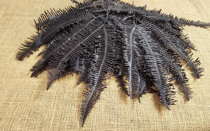 Black Preserved Mountain Fern Leaf: Floral Arrangement, Home Decor (10 Pack)