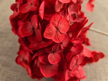Red Preserved Hydrangea: Real Dried Wedding Flowers