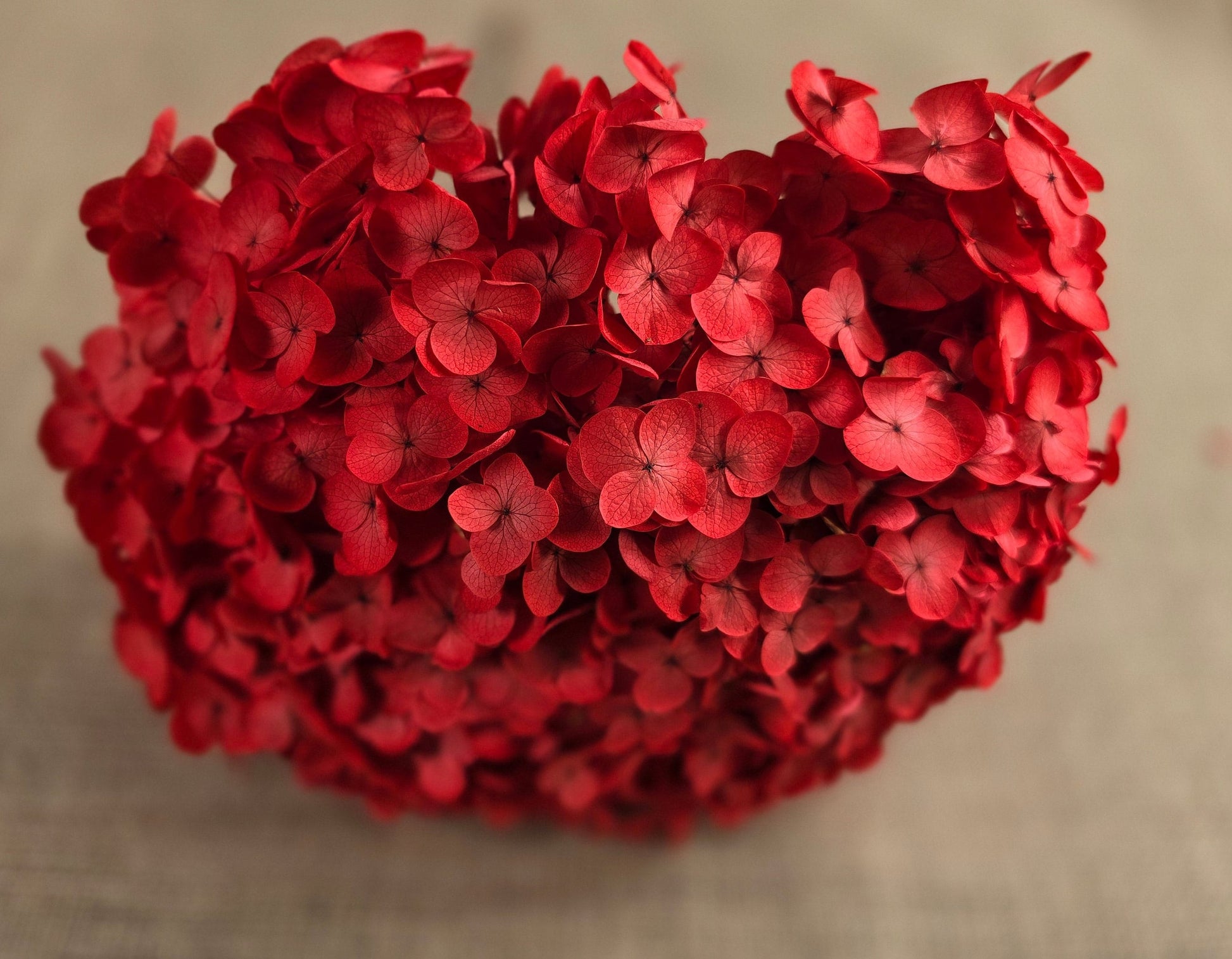 Red Preserved Hydrangea: Real Dried Wedding Flowers