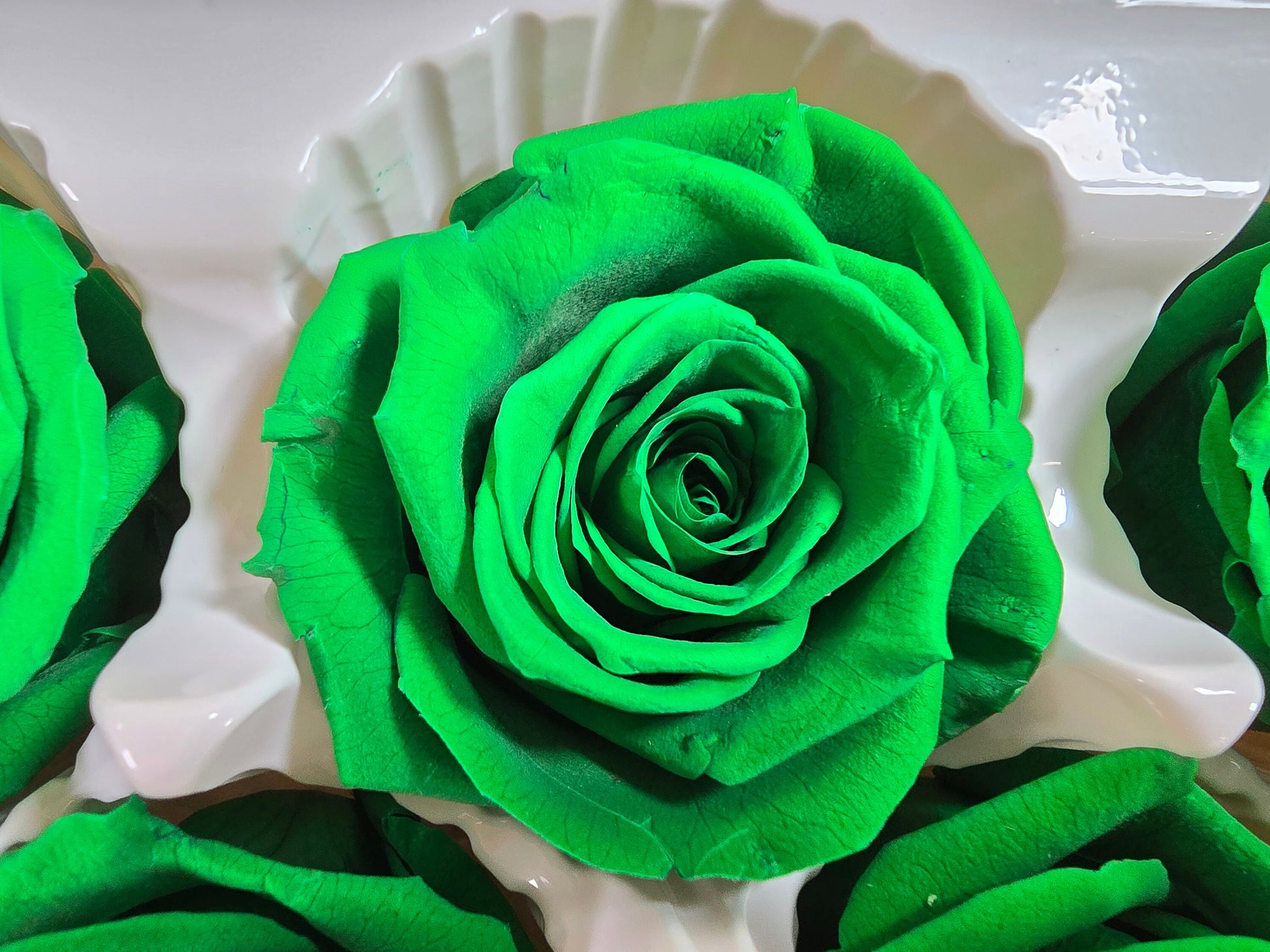 6 Green Preserved Roses: Large Floral Wedding Decor