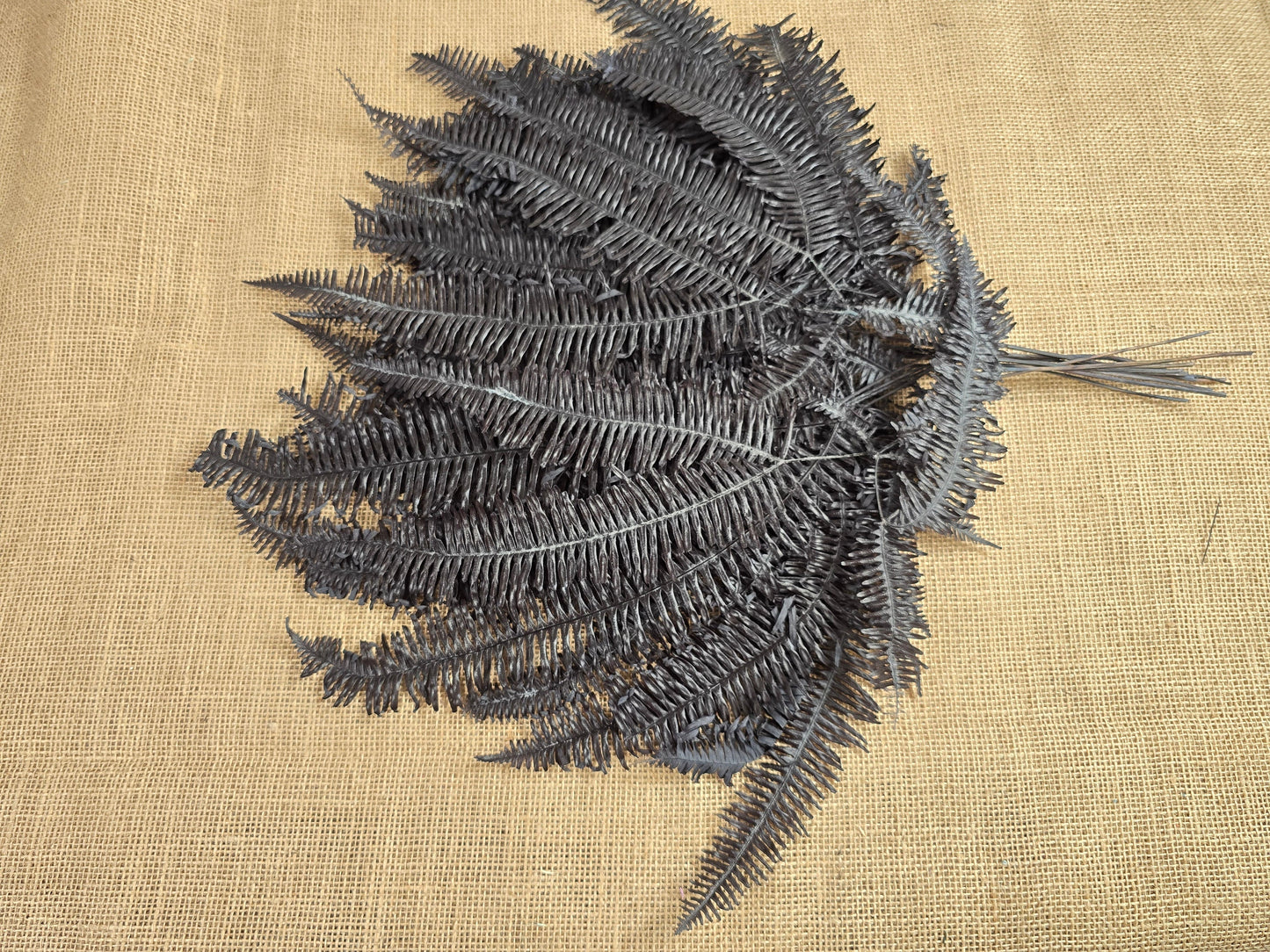 Black Preserved Mountain Fern Leaf: Floral Arrangement, Home Decor (10 Pack)