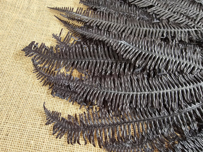 Black Preserved Mountain Fern Leaf: Floral Arrangement, Home Decor (10 Pack)