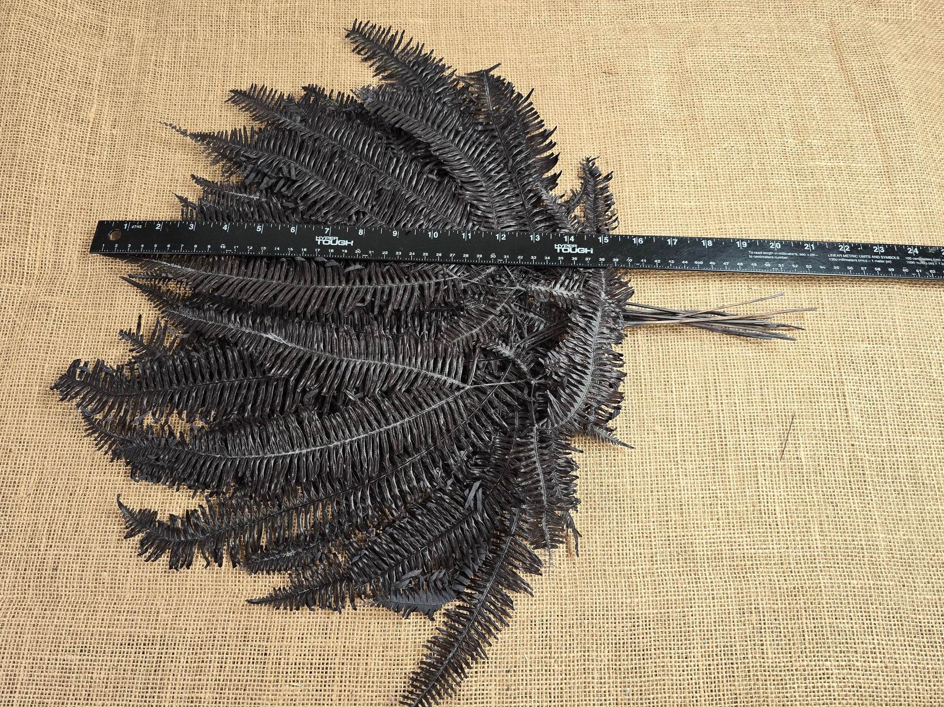 Black Preserved Mountain Fern Leaf: Floral Arrangement, Home Decor (10 Pack)