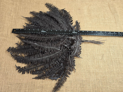 Black Preserved Mountain Fern Leaf: Floral Arrangement, Home Decor (10 Pack)