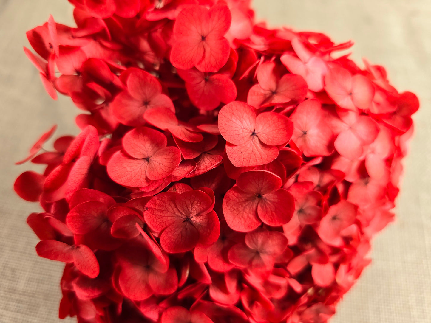 Red Preserved Hydrangea: Real Dried Wedding Flowers