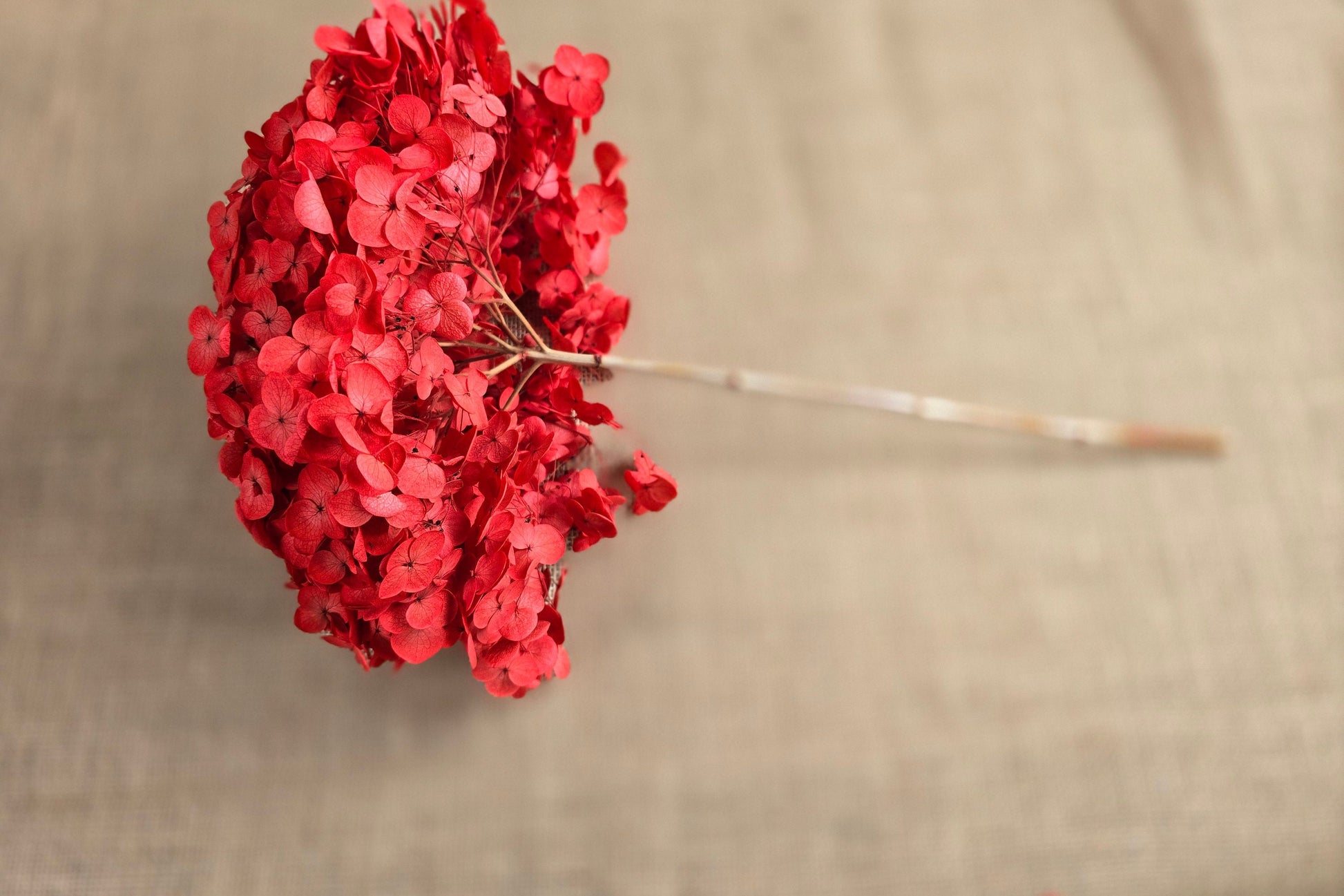 Red Preserved Hydrangea: Real Dried Wedding Flowers