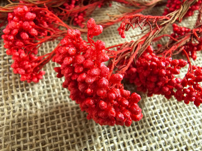 Red Preserved Rice Flower, Wedding Bouquet Filler, Floral Arrangement