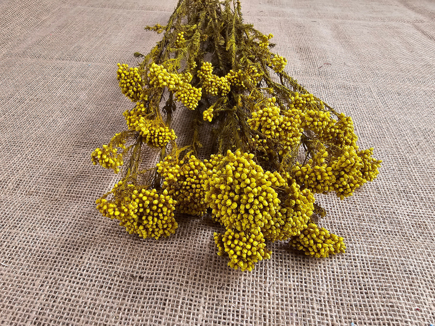 Yellow Preserved Rice Flower: Dried Floral Arrangement Filler (19-20" Tall)