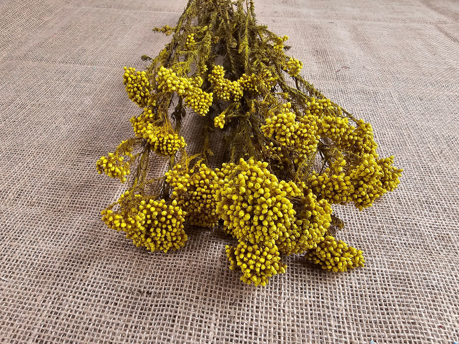 Yellow Preserved Rice Flower: Dried Floral Arrangement Filler (19-20" Tall)
