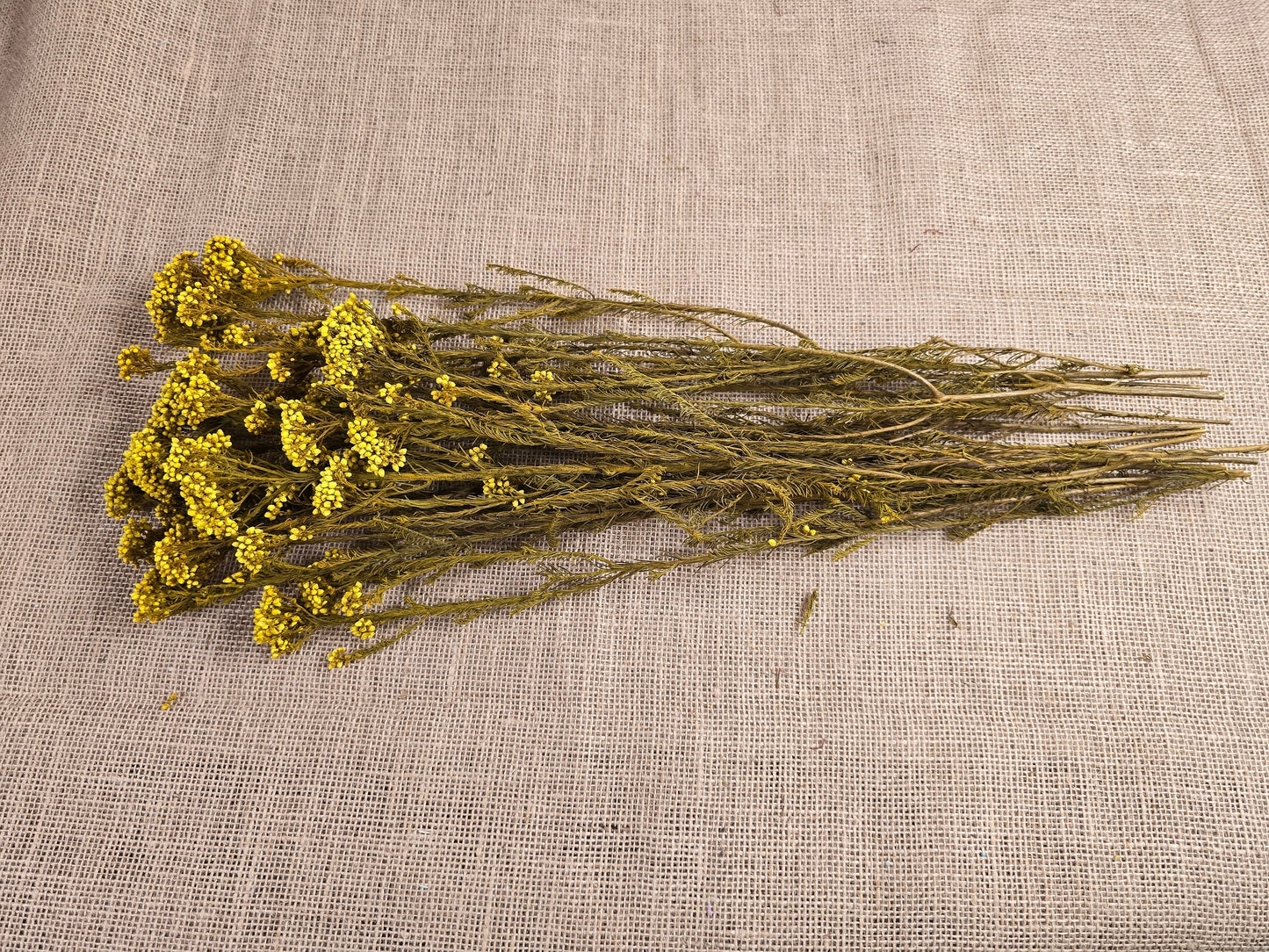 Yellow Preserved Rice Flower: Dried Floral Arrangement Filler (19-20" Tall)
