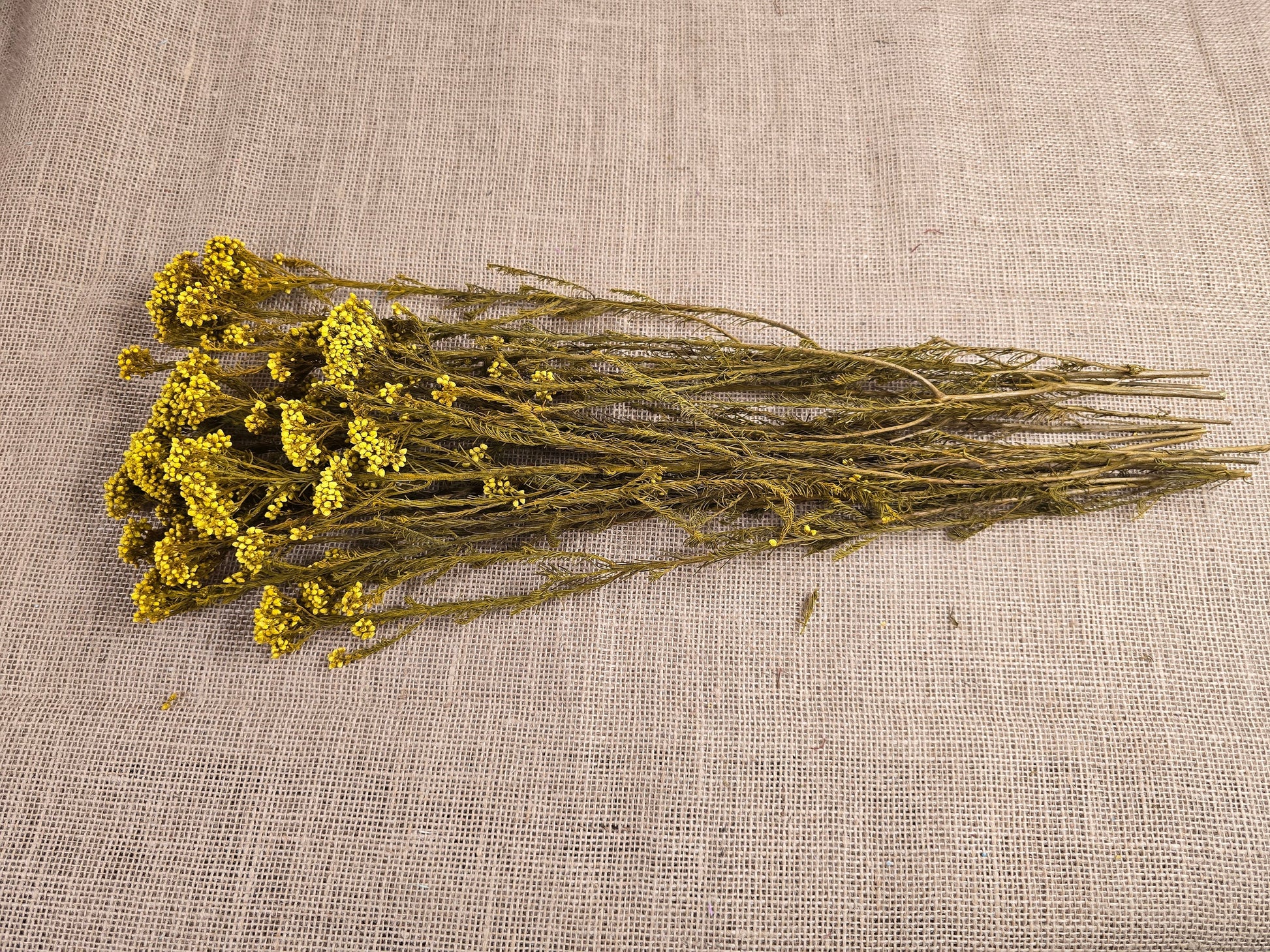 Yellow Preserved Rice Flower: Dried Floral Arrangement Filler (19-20" Tall)