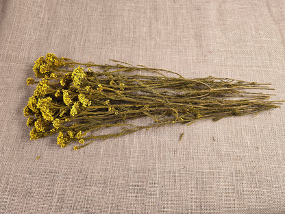 Yellow Preserved Rice Flower: Dried Floral Arrangement Filler (19-20" Tall)