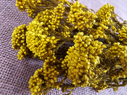 Yellow Preserved Rice Flower: Dried Floral Arrangement Filler (19-20" Tall)