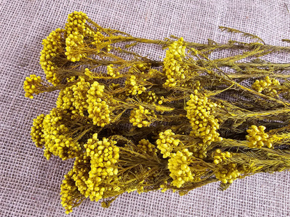 Yellow Preserved Rice Flower: Dried Floral Arrangement Filler (19-20" Tall)