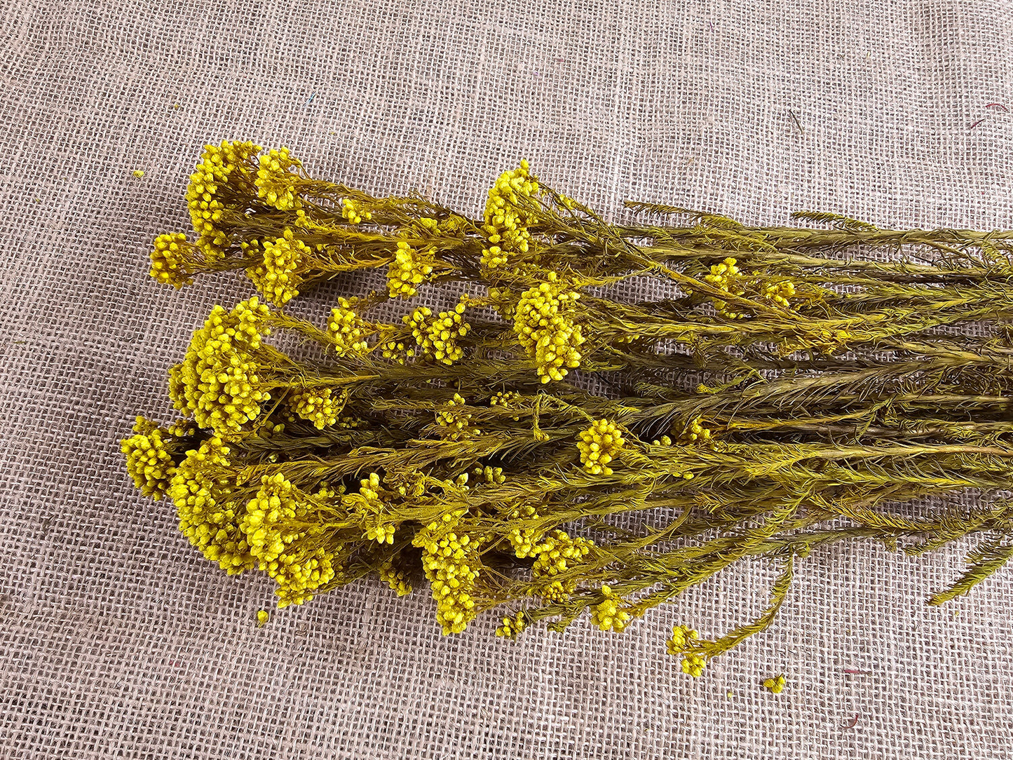 Yellow Preserved Rice Flower: Dried Floral Arrangement Filler (19-20" Tall)