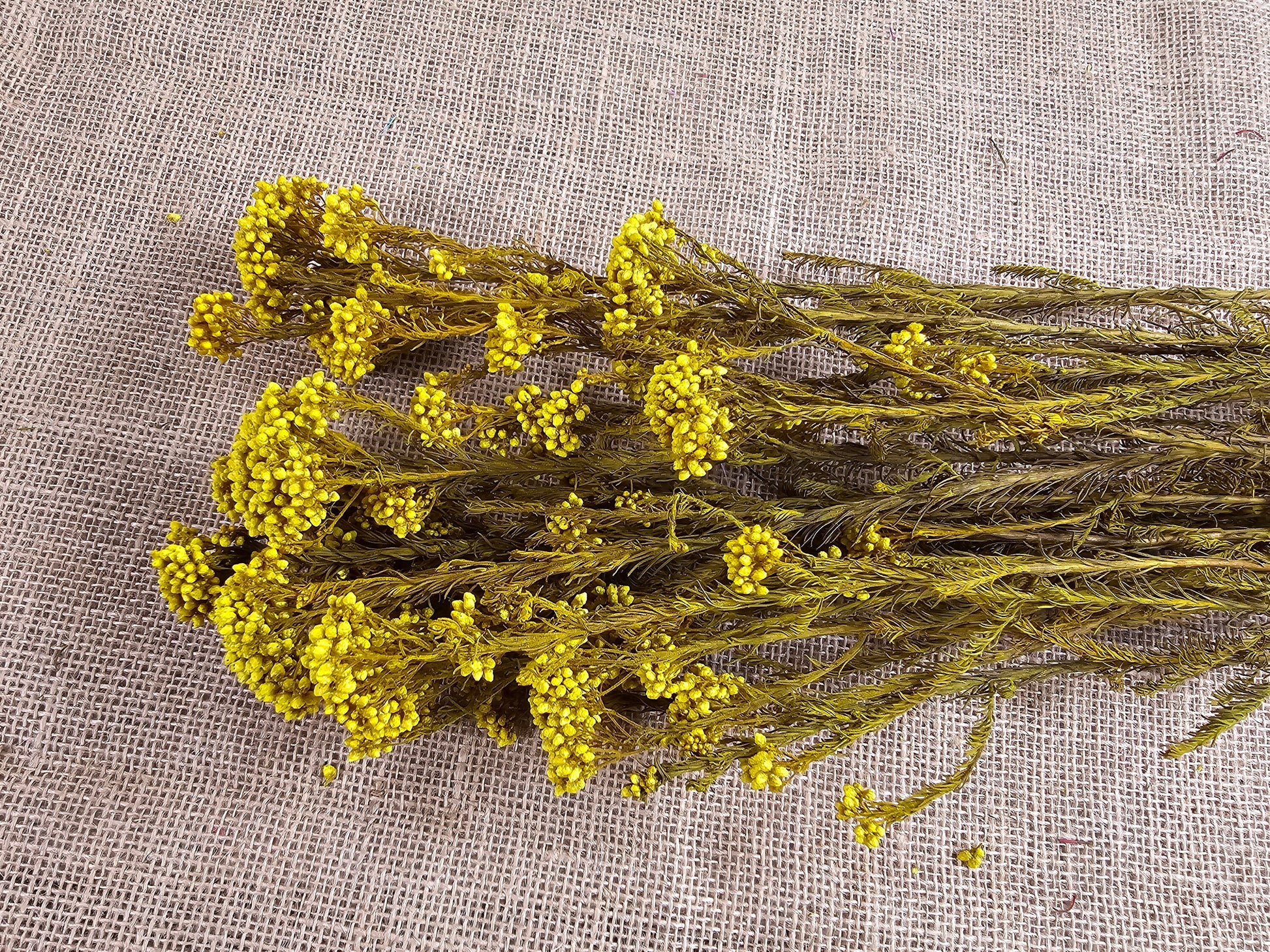 Yellow Preserved Rice Flower: Dried Floral Arrangement Filler (19-20" Tall)