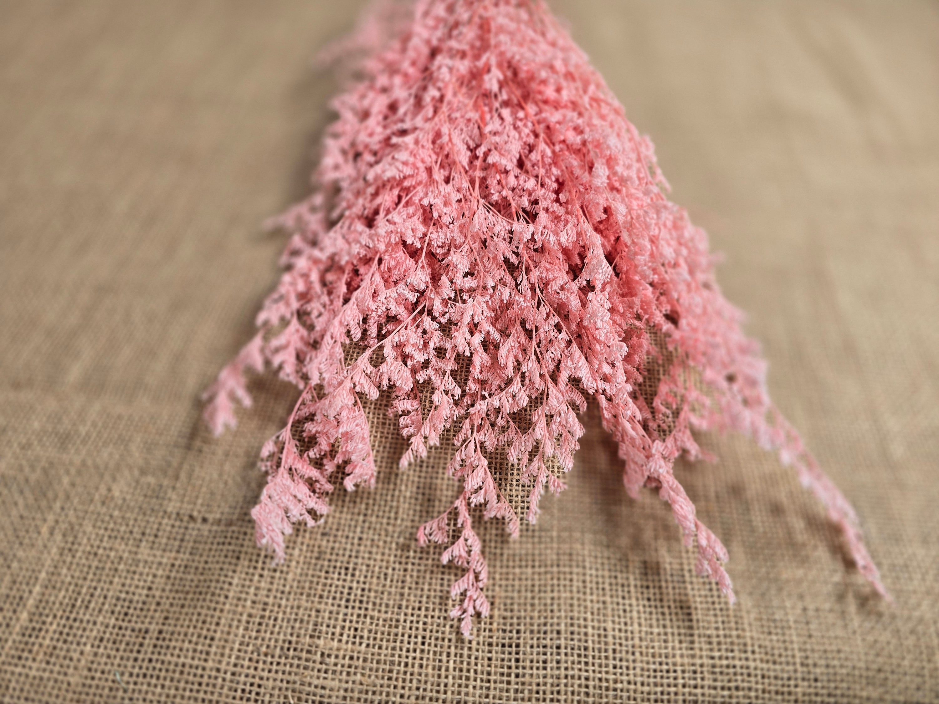Pink Preserved Caspia: Soft Floral Arrangement, Wedding Home Decor