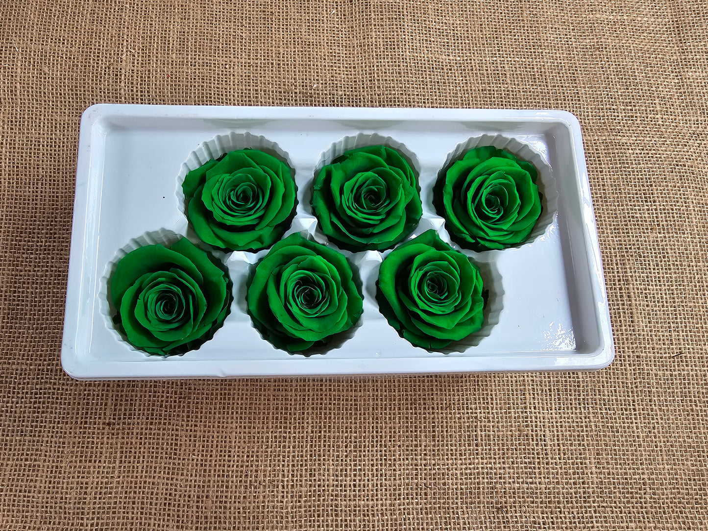 6 Green Preserved Roses: Large Floral Wedding Decor