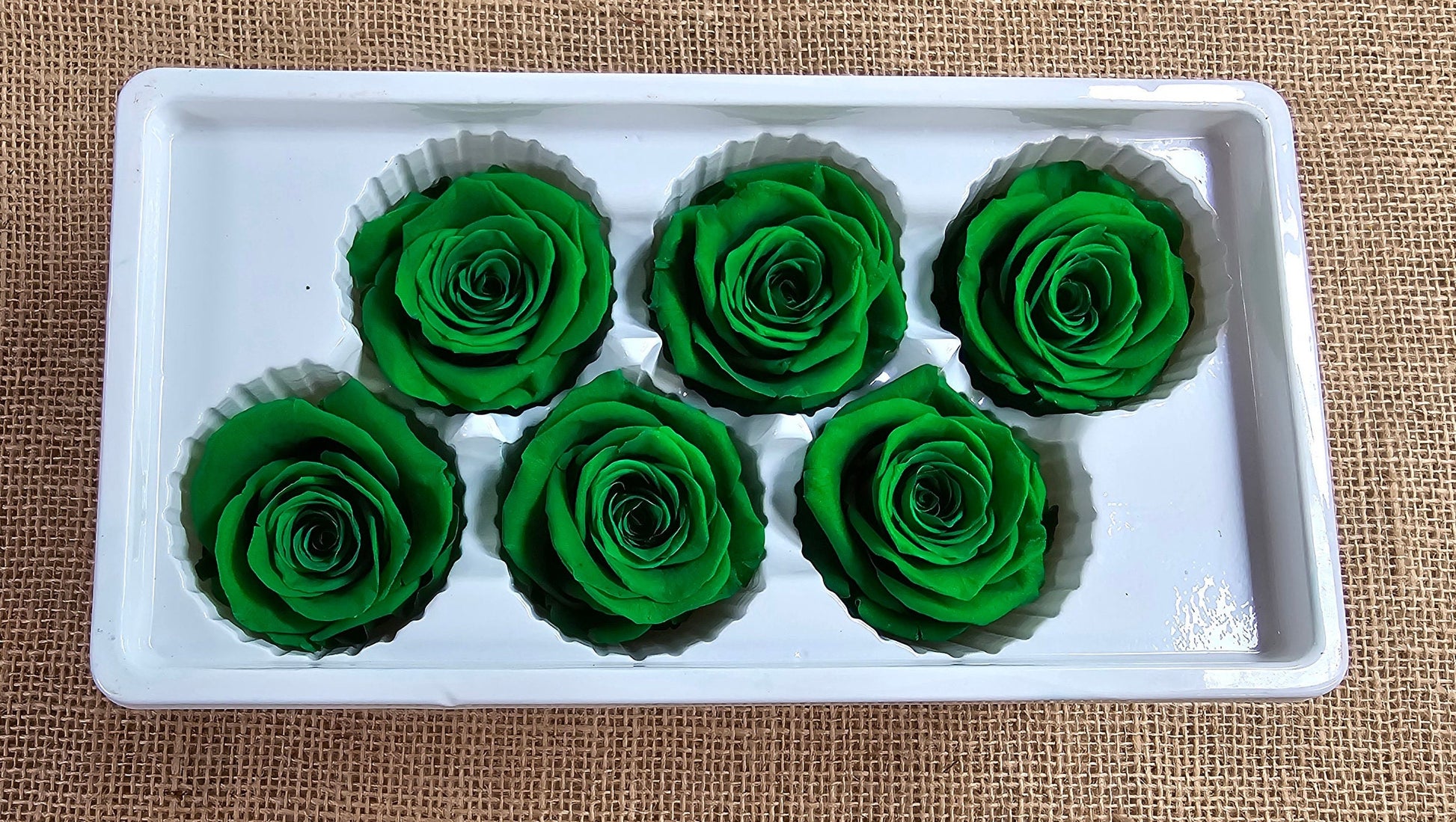 6 Green Preserved Roses: Large Floral Wedding Decor