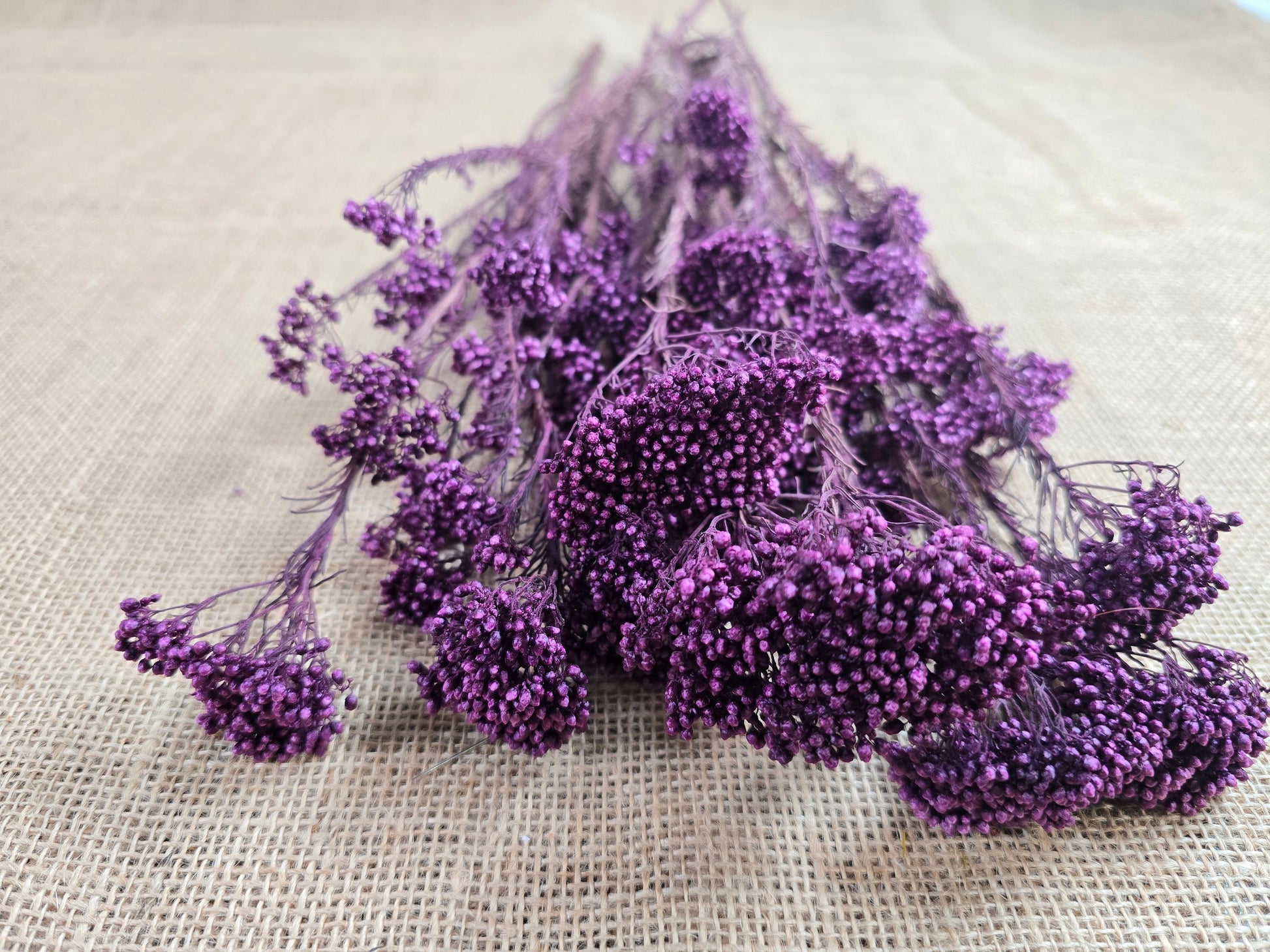 Peris Purple Preserved Rice Flower: Wedding Bouquet Filler (19-20" Tall)