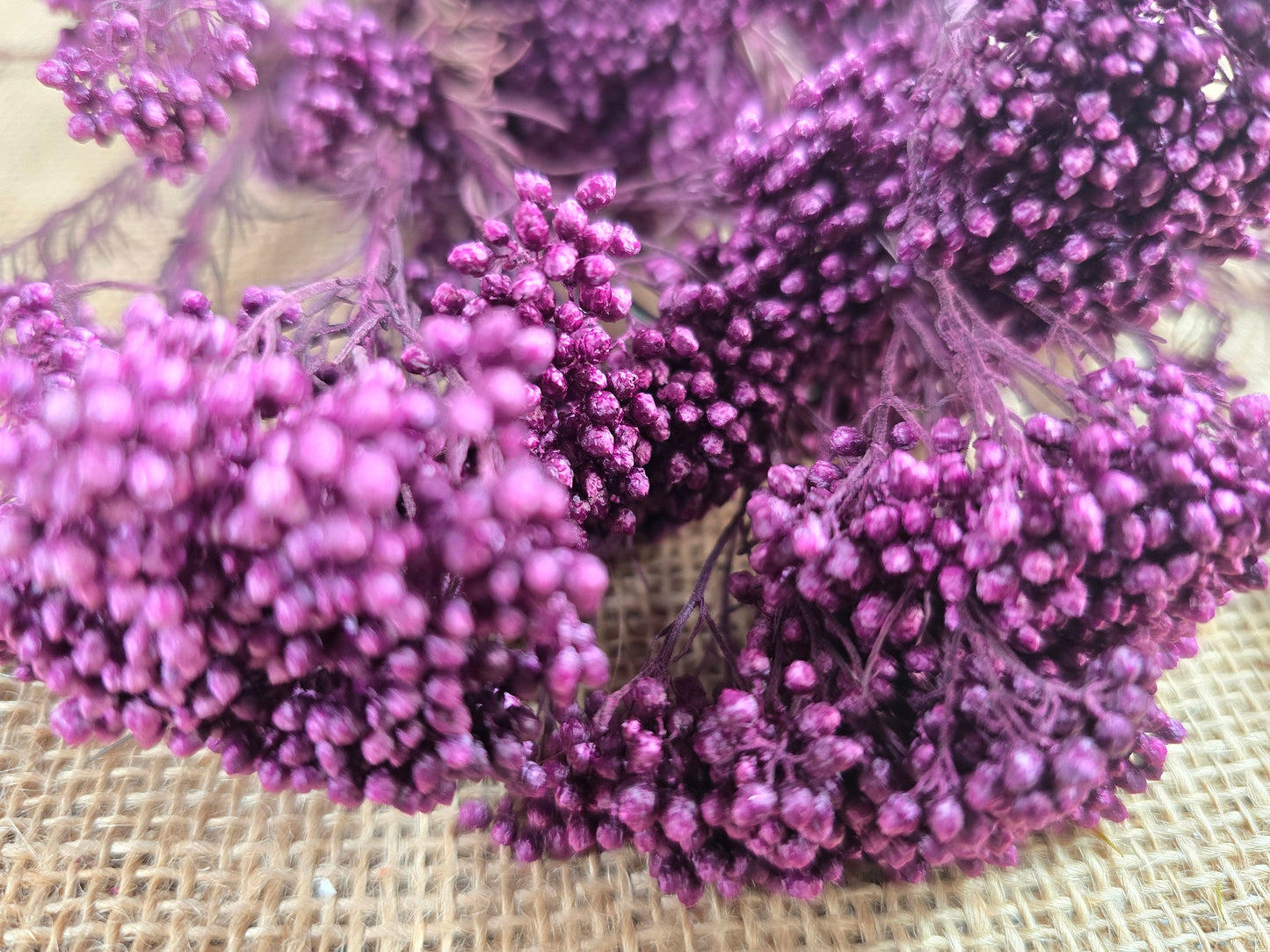 Peris Purple Preserved Rice Flower: Wedding Bouquet Filler (19-20" Tall)
