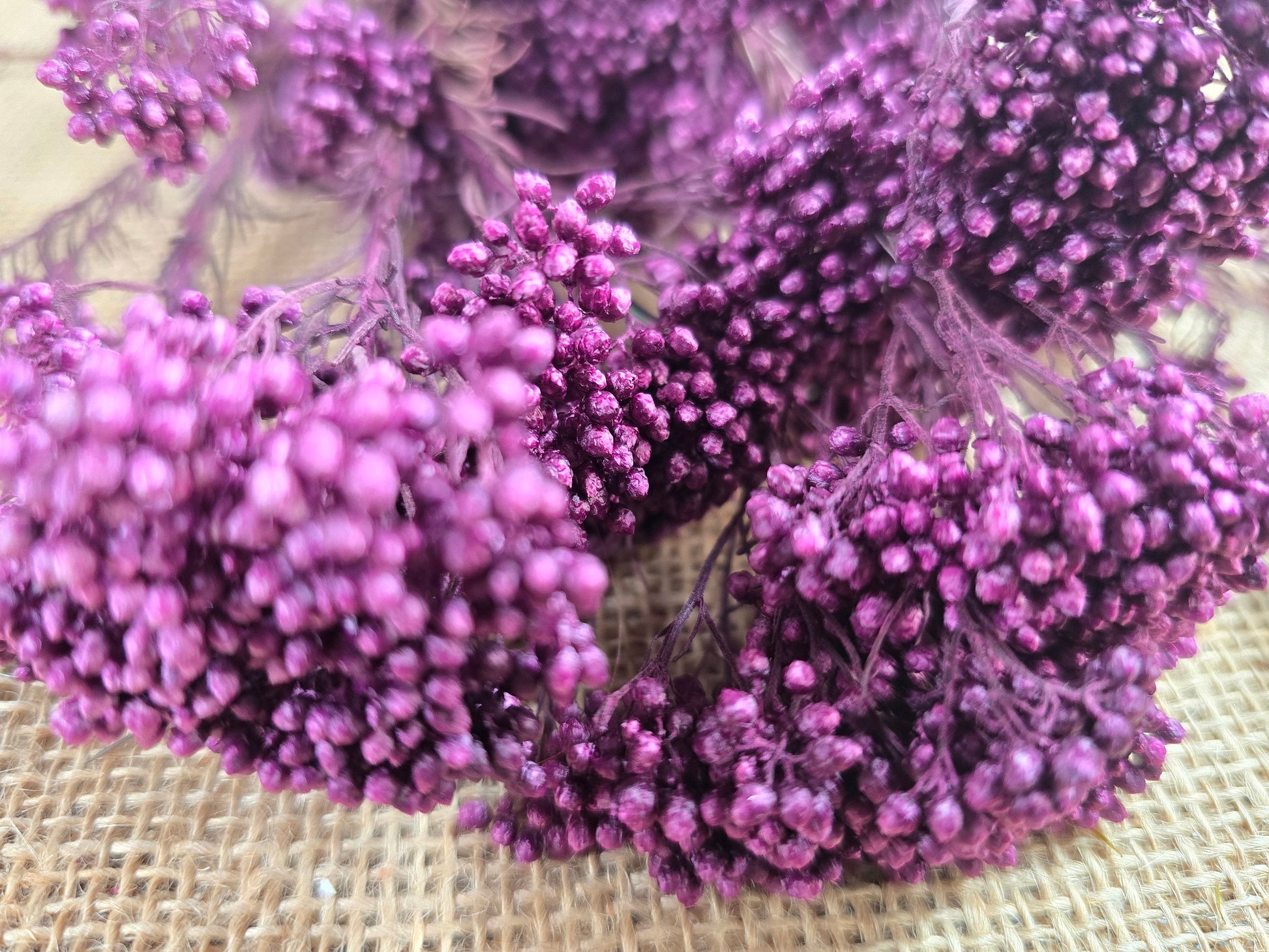 Peris Purple Preserved Rice Flower: Wedding Bouquet Filler (19-20" Tall)
