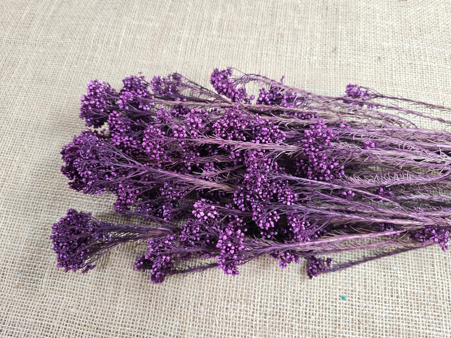 Peris Purple Preserved Rice Flower: Wedding Bouquet Filler (19-20" Tall)
