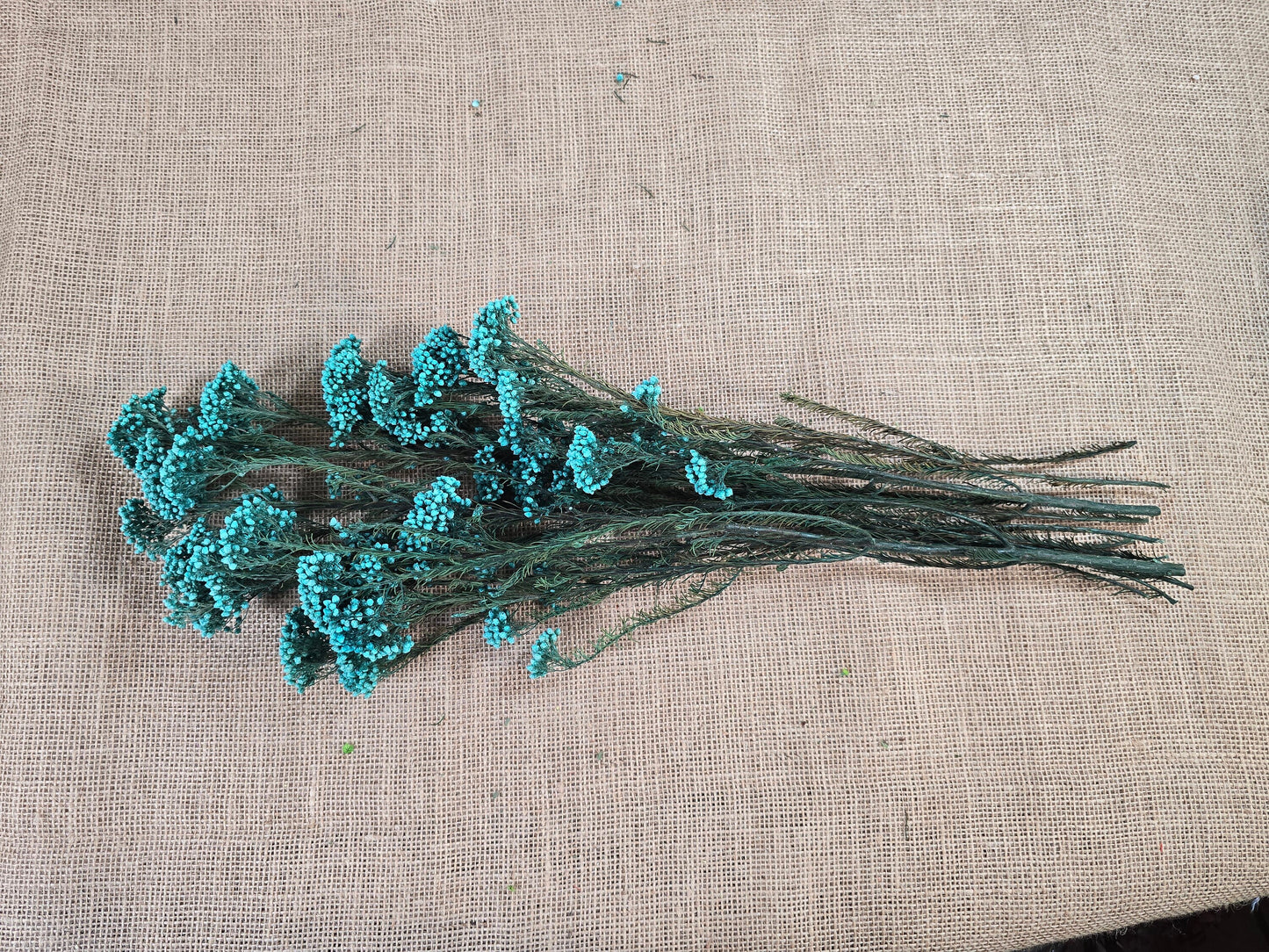 Light Blue Preserved Rice Flower, Wedding Bouquet Filler (19-20" Tall)