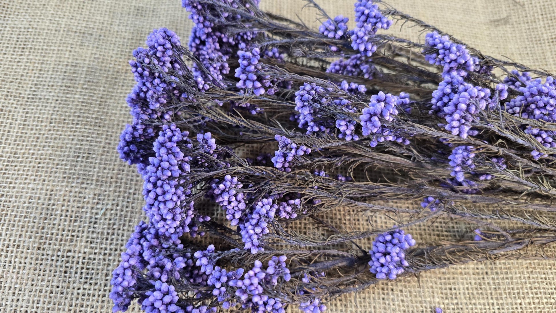 Purple Preserved rice flower, flowers for bouquets, wedding flowers, filler, dried flowers arrangements, Wedding decor, 19"-20"tall,