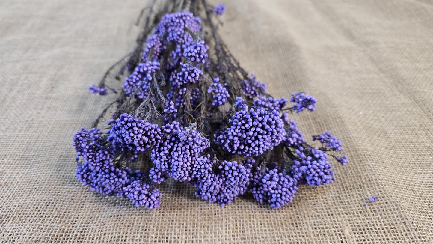 Purple Preserved rice flower, flowers for bouquets, wedding flowers, filler, dried flowers arrangements, Wedding decor, 19"-20"tall,