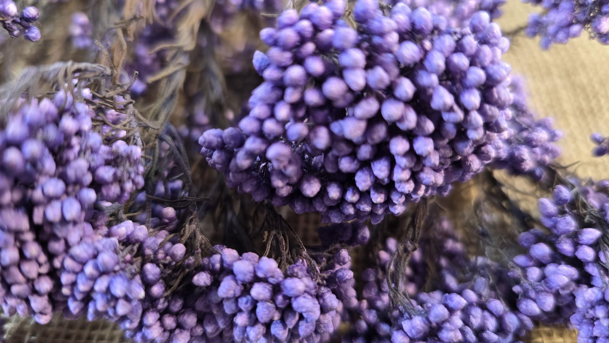 Purple Preserved rice flower, flowers for bouquets, wedding flowers, filler, dried flowers arrangements, Wedding decor, 19"-20"tall,
