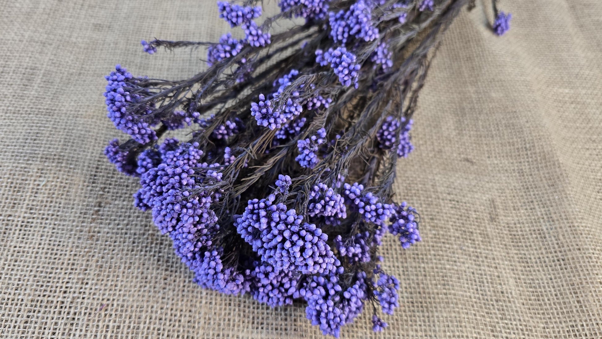 Purple Preserved rice flower, flowers for bouquets, wedding flowers, filler, dried flowers arrangements, Wedding decor, 19"-20"tall,